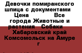 Девочки помиранского шпица с документами › Цена ­ 23 000 - Все города Животные и растения » Собаки   . Хабаровский край,Комсомольск-на-Амуре г.